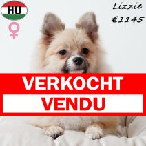 Keesje Lizzie 020325 F(HU1240) 030925 verkocht - vendu.jpg