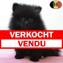 Keesje 010625 F(BE1801) 080825 verkocht - vendu.jpg