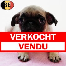 Mops 300625 F(BE5250) 030925 verkocht - vendu.jpg