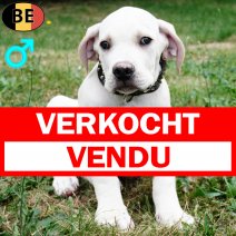Boerboel 150525 M(BE6818) 230825 verkocht - vendu.jpg