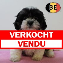 Lhasa Apso 160625 F (BE7011) 130825 verkocht - vendu.jpg