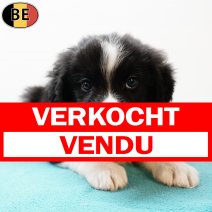 Border Collie M(BE-pup3) 030925 verkocht - vendu.jpg