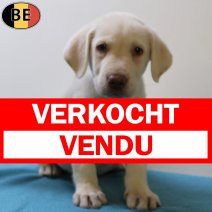 Labrador 070725 M(BE0379) 050925 verkocht - vendu.jpg