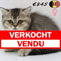 Britse korthaar 180625 F (BE0983) 010925 verkocht - vendu.jpg