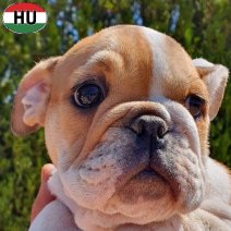 Engelse Bulldog pup (HU) beschikbaar oktober 2025 (5).jpg