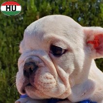 Engelse Bulldog pup (HU) beschikbaar oktober 2025 (4).jpg