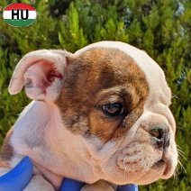 Engelse Bulldog pup (HU) beschikbaar oktober 2025 (3).jpg
