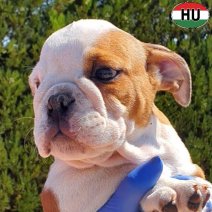 Engelse Bulldog pup (HU) beschikbaar oktober 2025 (2).jpg