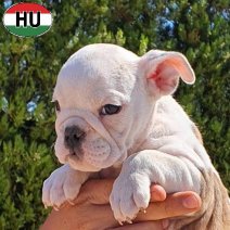 Engelse Bulldog pup (HU) beschikbaar oktober 2025 (7).jpg
