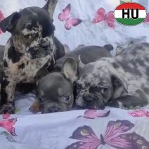 Franse Bulldog pups blauw - merle (HU) beschikbaar 261025 (2).jpg