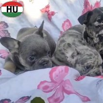 Franse Bulldog pups blauw - merle (HU) beschikbaar 261025 (1).jpg