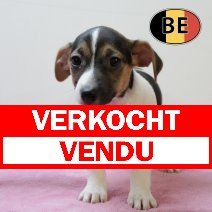 Jack Russell 25062025 F (BE6950) 20082025 verkocht - vendu.jpg