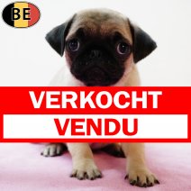 Mops 300625 F(BE5126) 030925 verkocht - vendu.jpg