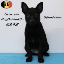 Schipperke Orin van DogCatandCo (stamboom) 120525 M(BE6876) 030825.jpg