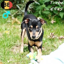 Pinscher Turbo 040525 M(BE6791) 160925.jpg