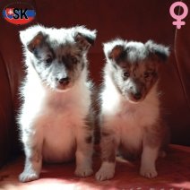 Sheltie pups merle SK F - beschikbaar 151025...jpg