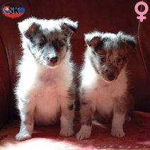 Sheltie pups merle SK F - beschikbaar 151025.jpg