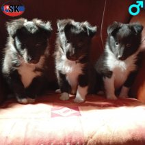 Sheltie pups zwart-wit SK M - beschikbaar 151025...jpg