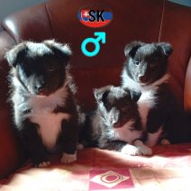 Sheltie pups zwart-wit SK M - beschikbaar 151025.jpg