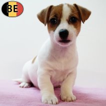 Jack Russell 160725 F(BE2898) 170925.jpg