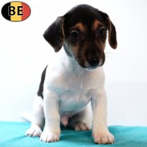 Jack Russell 160725 M(BE6611) 170925.jpg