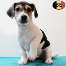 Jack Russell 160725 M(BE6607) 170925.jpg