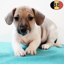 Jack Russell 160725 M(BE6559) 170925.jpg