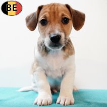 Jack Russell 160725 M(BE6762) 170925.jpg
