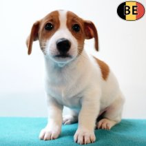 Jack Russell 160725 M(BE6592) 170925.jpg
