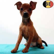 Pinscher 120725 M(BE0771) 170925.jpg