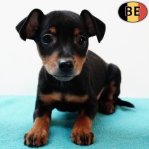 Pinscher 120725 M(BE0776) 170925.jpg