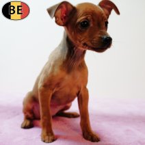Pinscher 120725 F(BE0848) 170925.jpg