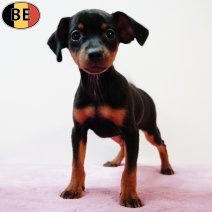 Pinscher 120725 F(BE0824) 170925.jpg