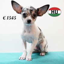 Chihuahua 300525 M (HU3406) 170925.JPG