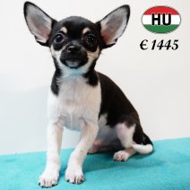 Chihuahua 300525 M (HU3407) 170925.JPG
