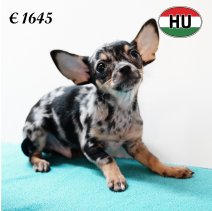 Chihuahua 300525 M (HU3408) 170925.JPG