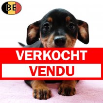 Pinscher 120725 F(BE0844) 170925 verkocht - vendu.jpg