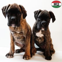 Boxer pups 290525 (HU) 170925...jpg
