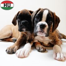Boxer pups 290525 (HU) 170925.jpg