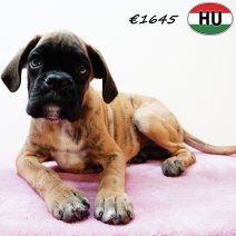Boxer 290525 F(HU3392) 170925.jpg