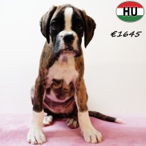 Boxer 290525 F(HU3394) 170925.jpg
