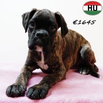 Boxer 290525 F(HU3393) 170925.jpg