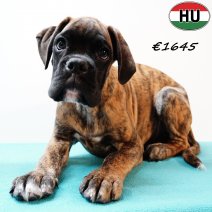 Boxer 290525 M(HU3391) 170925.jpg