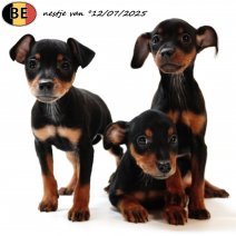 Pinscher pups 120725 (BE) 170925...jpg