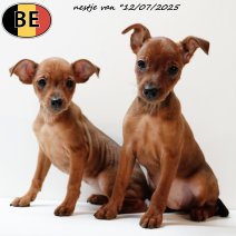 Pinscher pups 120725 (BE) 170925.jpg