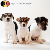 Jack Russell pups 160725 (BE) 170925...jpg