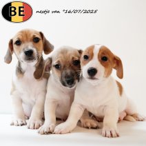 Jack Russell pups 160725 (BE) 170925.jpg
