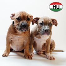 American Bully °020625 F -170925.JPG