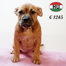 American Bully 020625 F (HU3352) 170925.JPG
