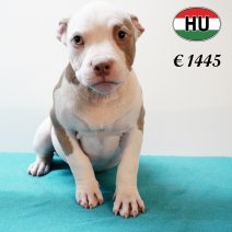 American Bully 020625 M (HU3349) 170925.JPG